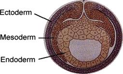 Image result for ectoderm mesoderm endoderm
