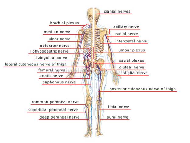 peripheral-nervous-system[1]