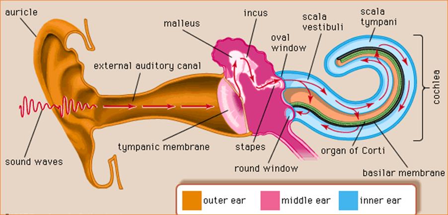 Image result for formation of human ear