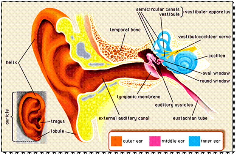 human ear | Structure, Function, & Parts | Britannica
