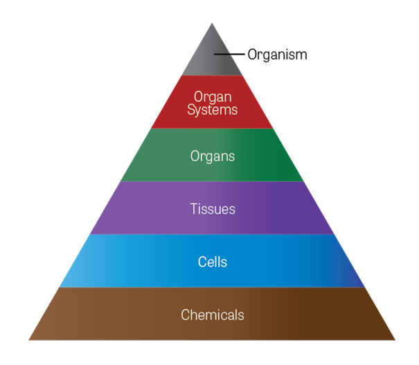 Diagram of a six-layer pyramid to represent the hierarchical organization of human body components into the following, from bottom layer to top: chemicals, cells, tissues, organs, organ systems, and organism.